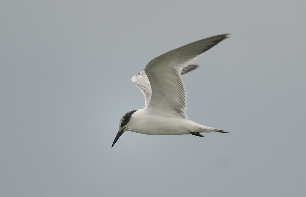 Sandwich Tern