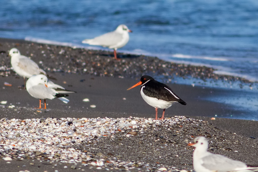 Eurasian Oystercatcher