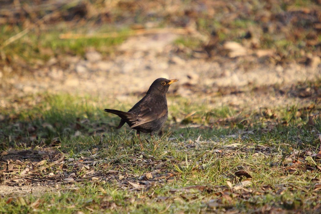 Common Blackbird
