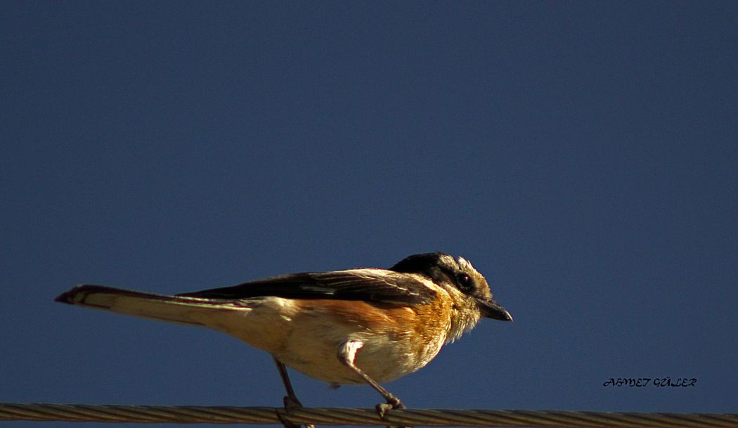 Masked Shrike