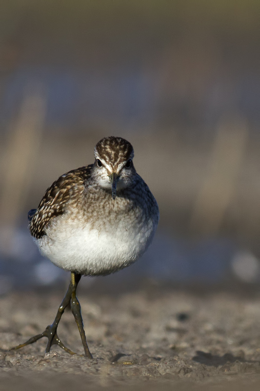 Wood Sandpiper