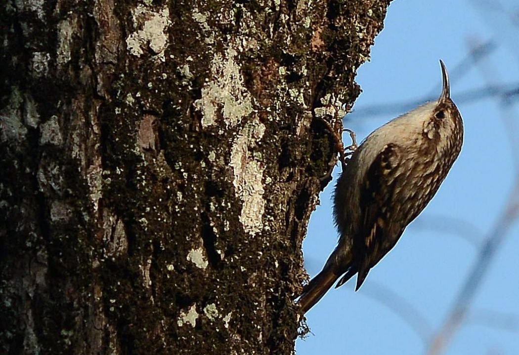 Eurasian Treecreeper