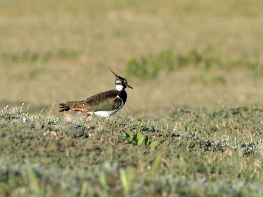 Northern Lapwing
