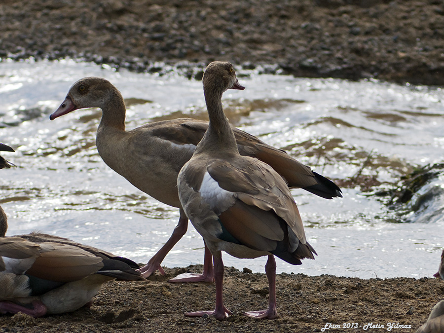 Egyptian Goose