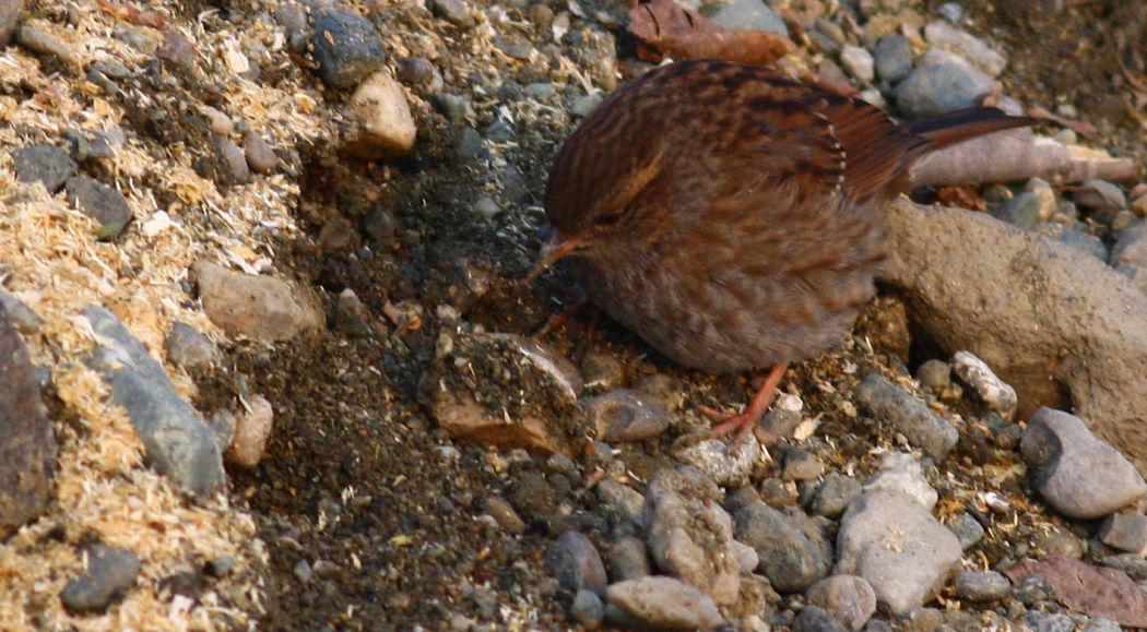 Dunnock