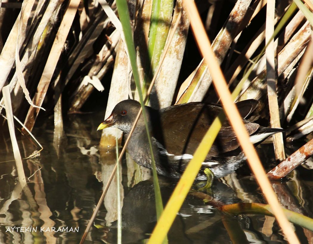 Common Moorhen