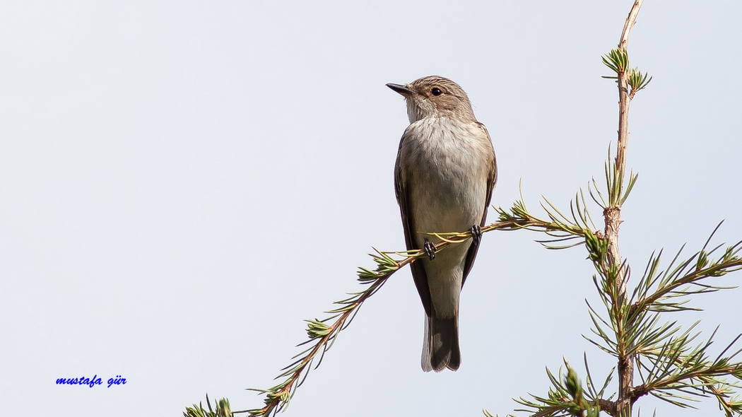 Benekli sinekkapan