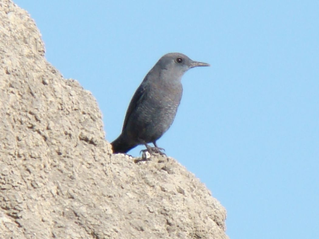 Blue Rock Thrush