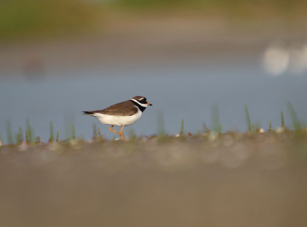 Common Ringed Plover