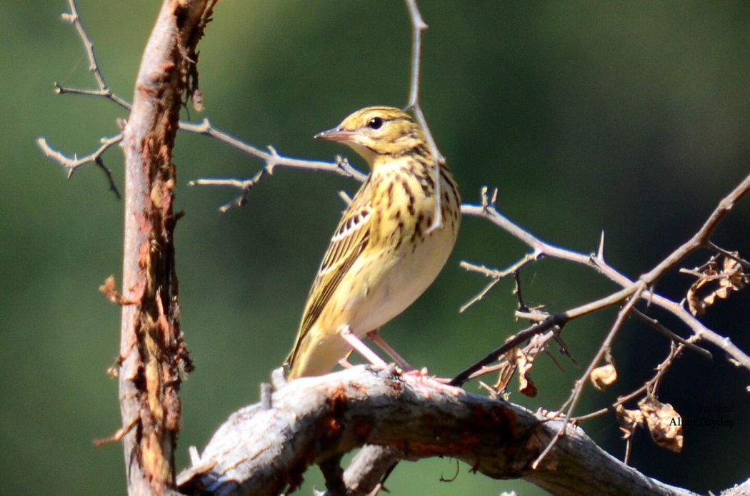 Tree Pipit