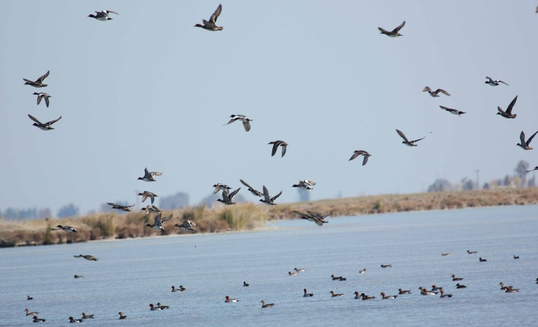 Eurasian Wigeon