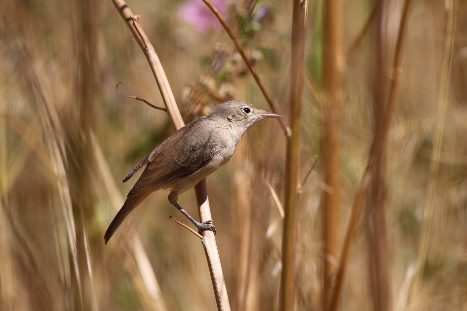 Eastern Olivaceous Warbler