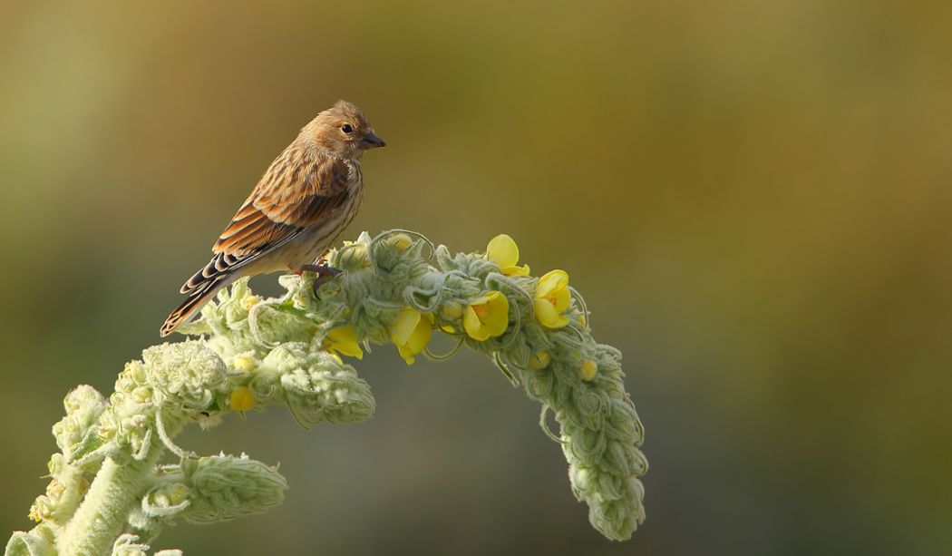 Common Linnet