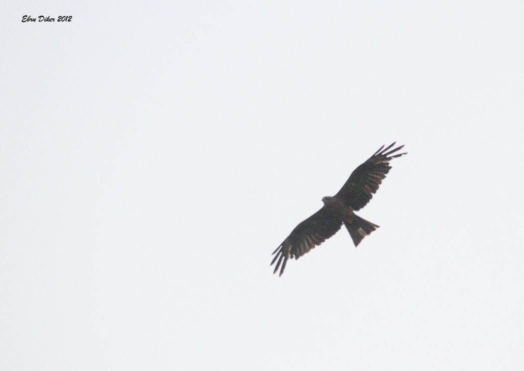 Black Kite