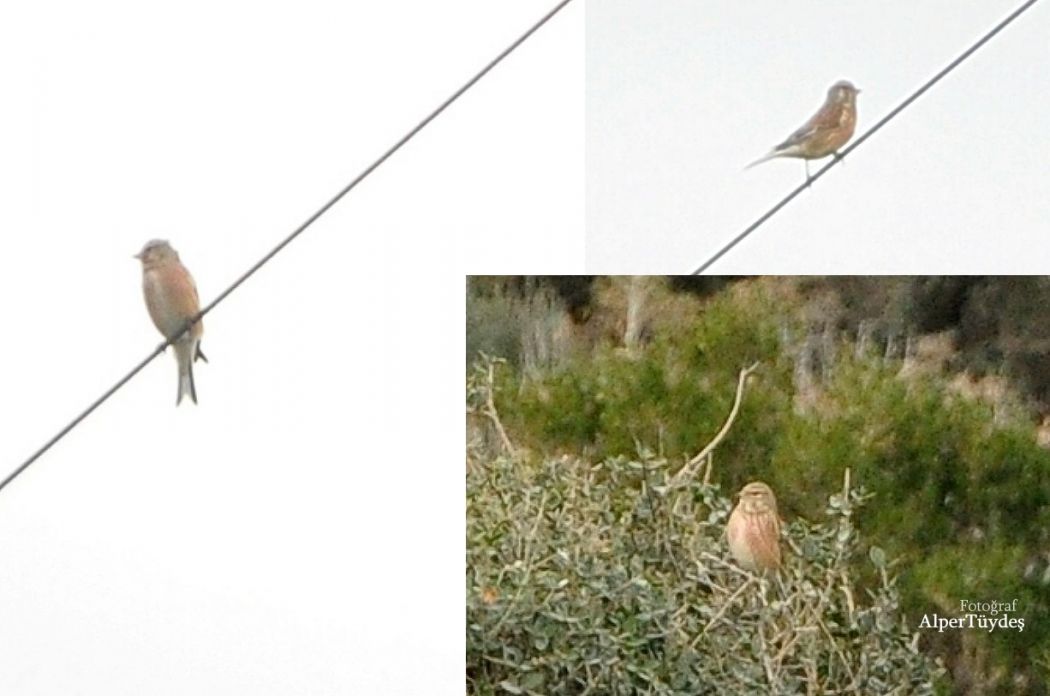 Common Linnet