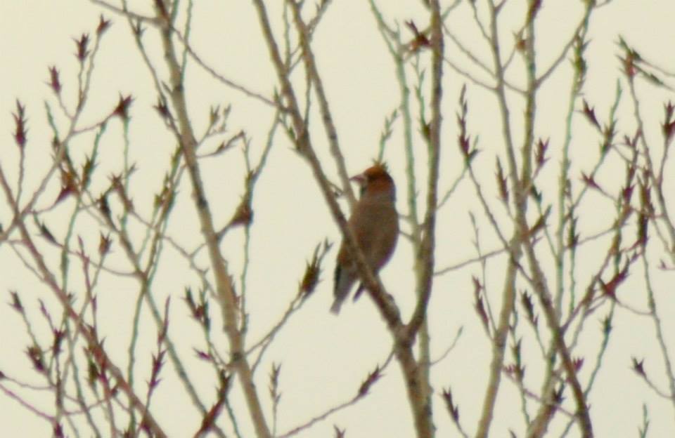 Hawfinch