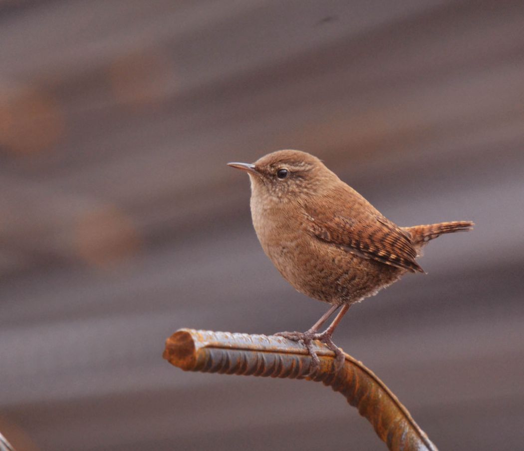 Eurasian Wren