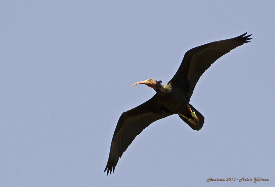 Northern Bald Ibis