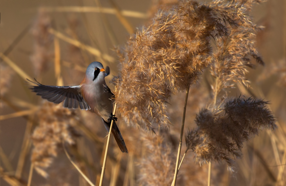 Bearded Reedling