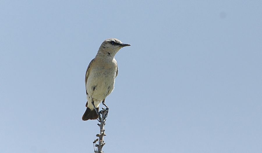Isabelline Wheatear
