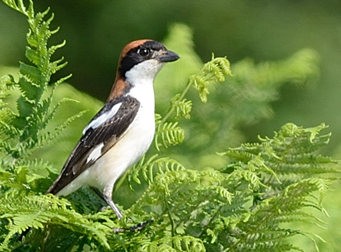 Woodchat Shrike