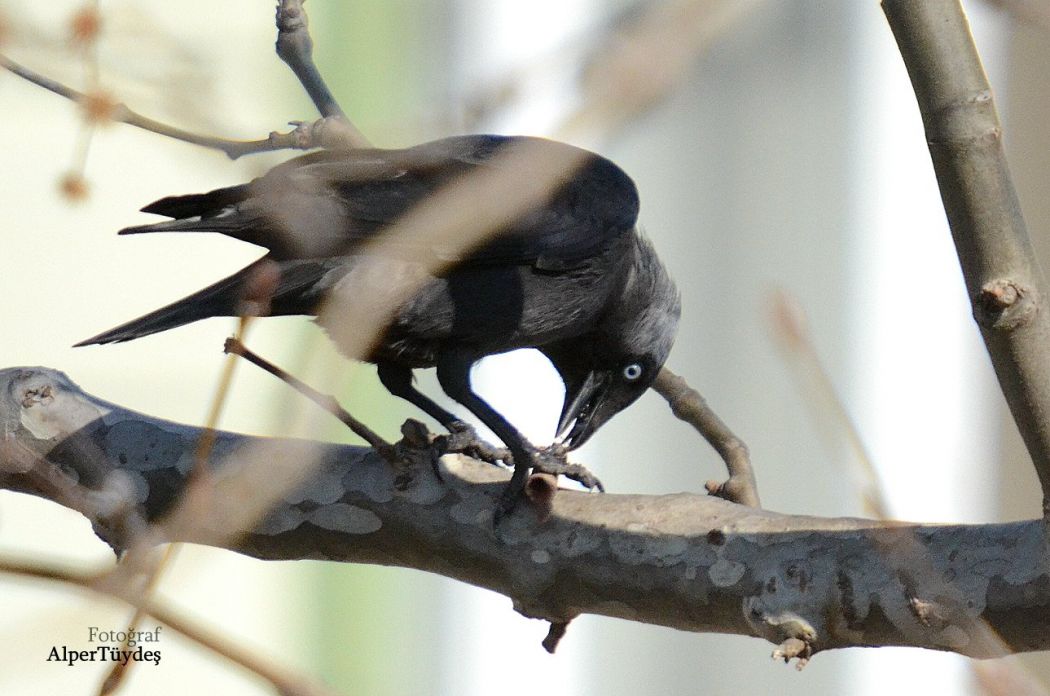 Western Jackdaw