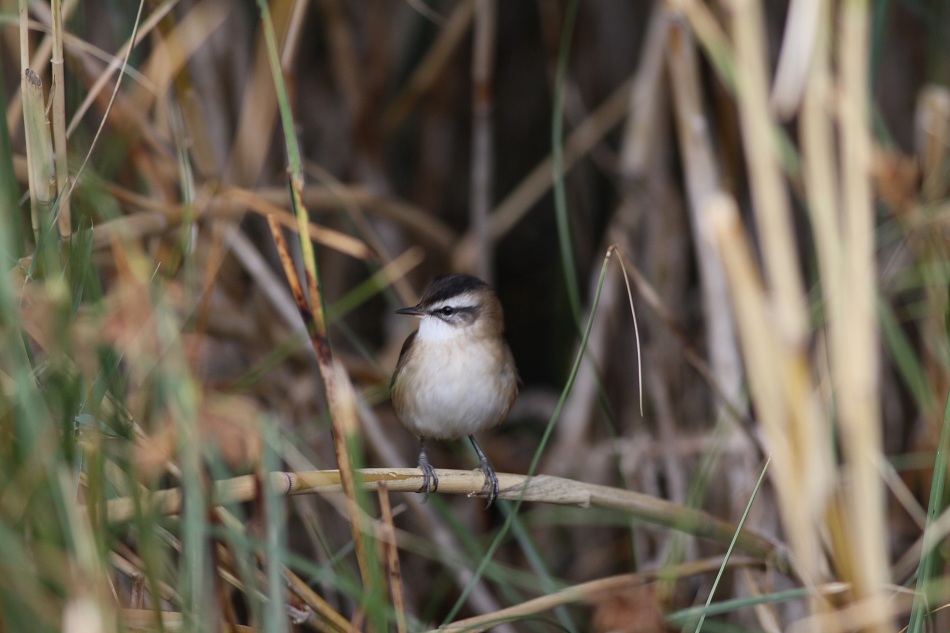 Moustached Warbler