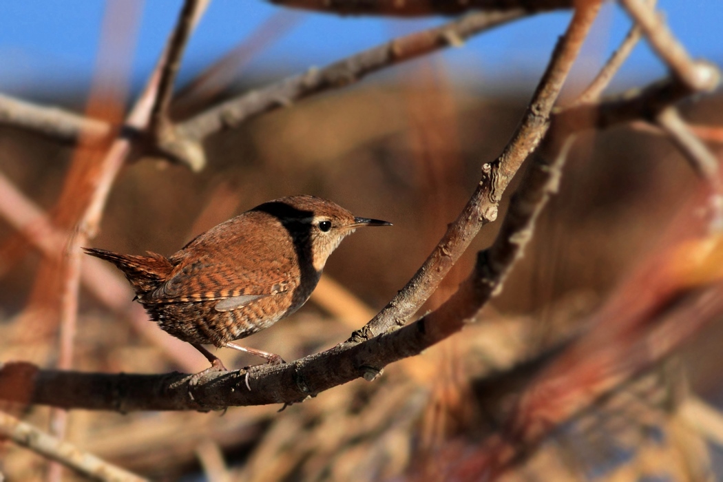 Eurasian Wren