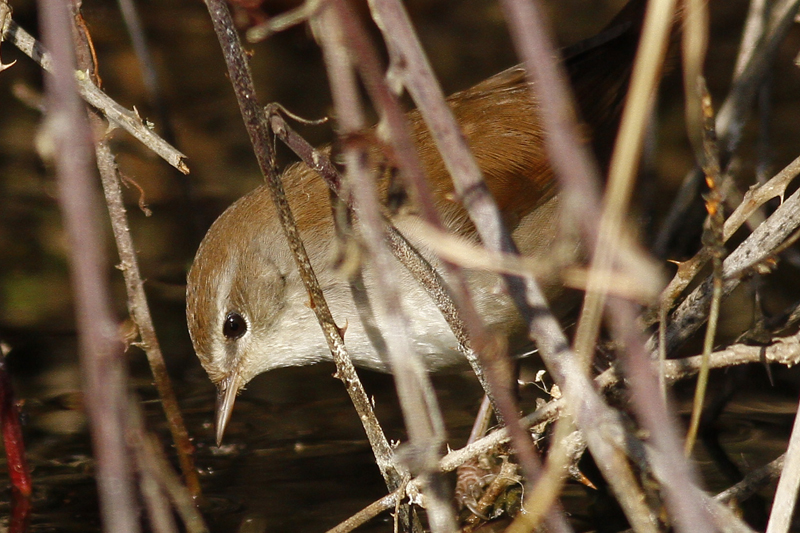 Cetti`s Warbler