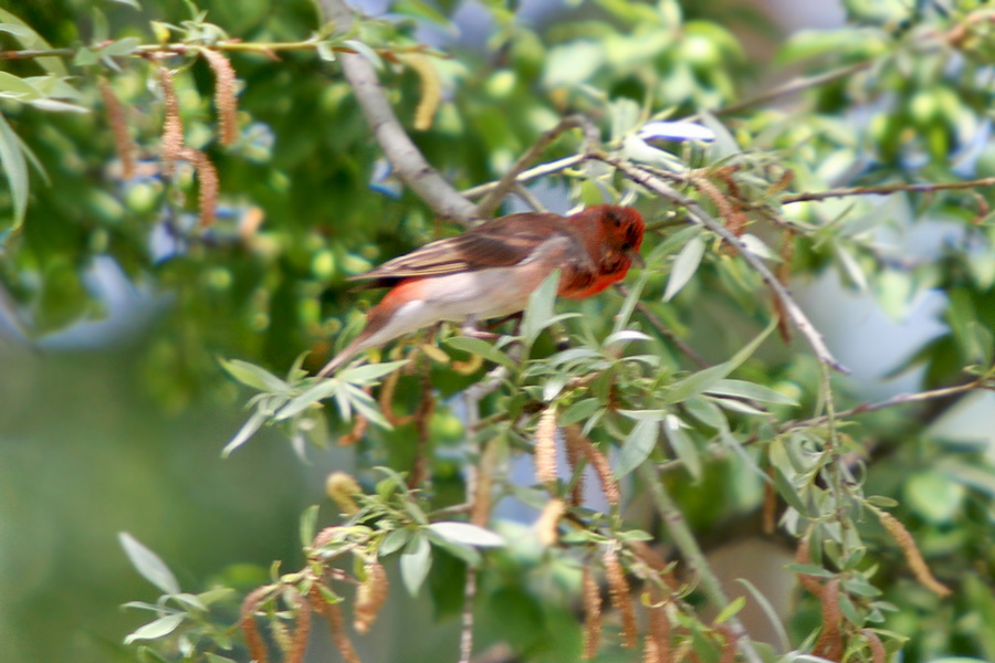 Common Rosefinch