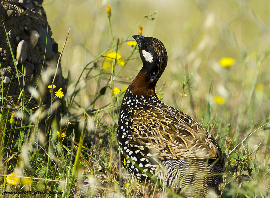 Black Francolin