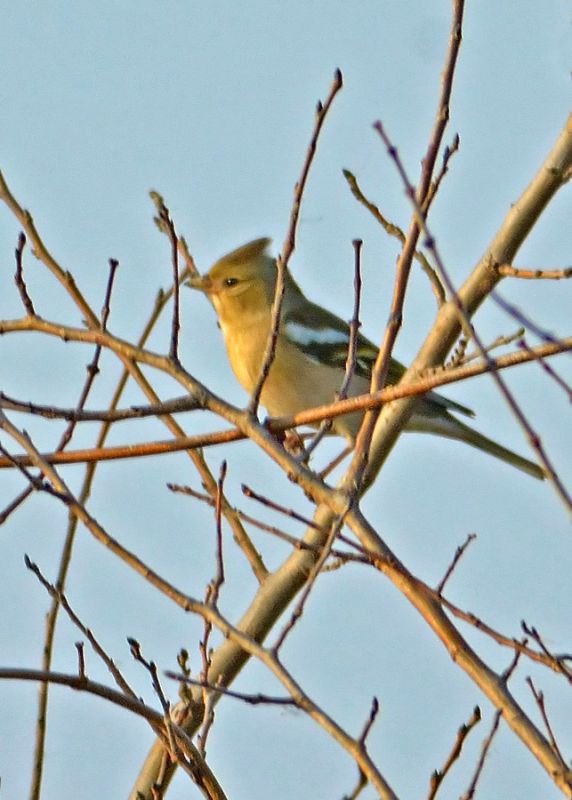 Eurasian Chaffinch