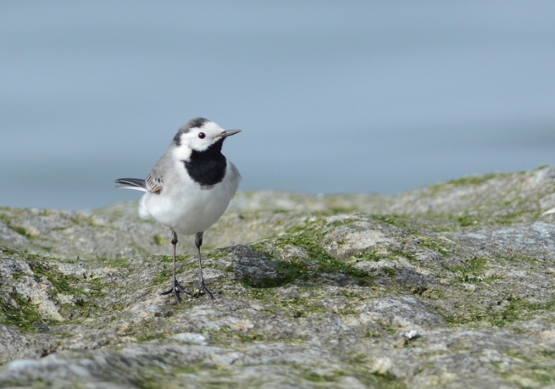 White Wagtail