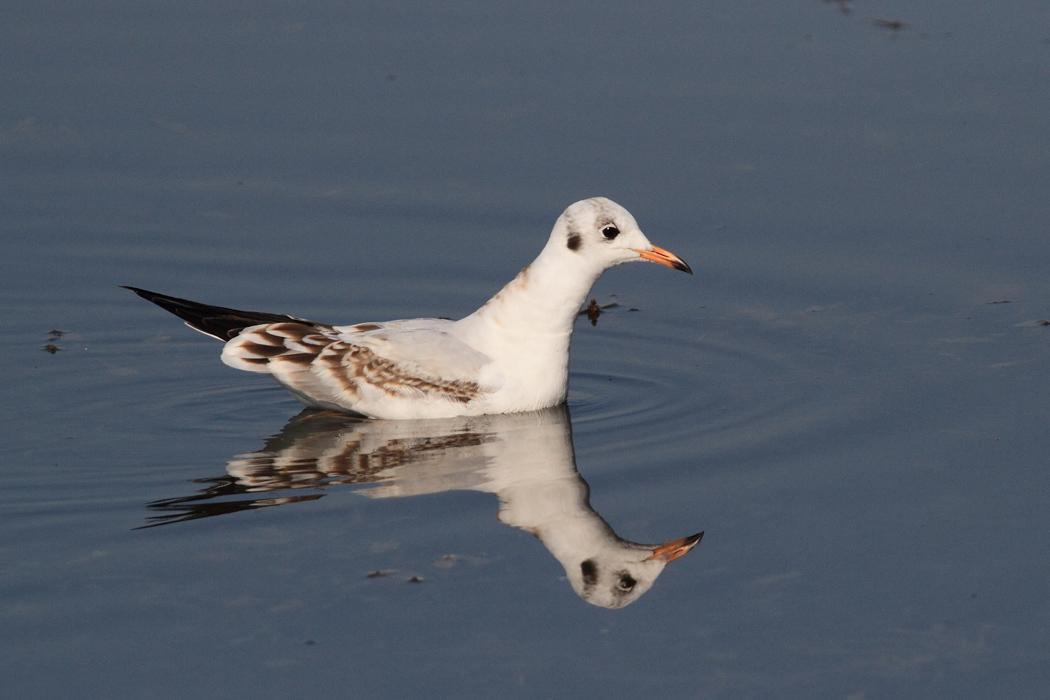 Black-headed Gull