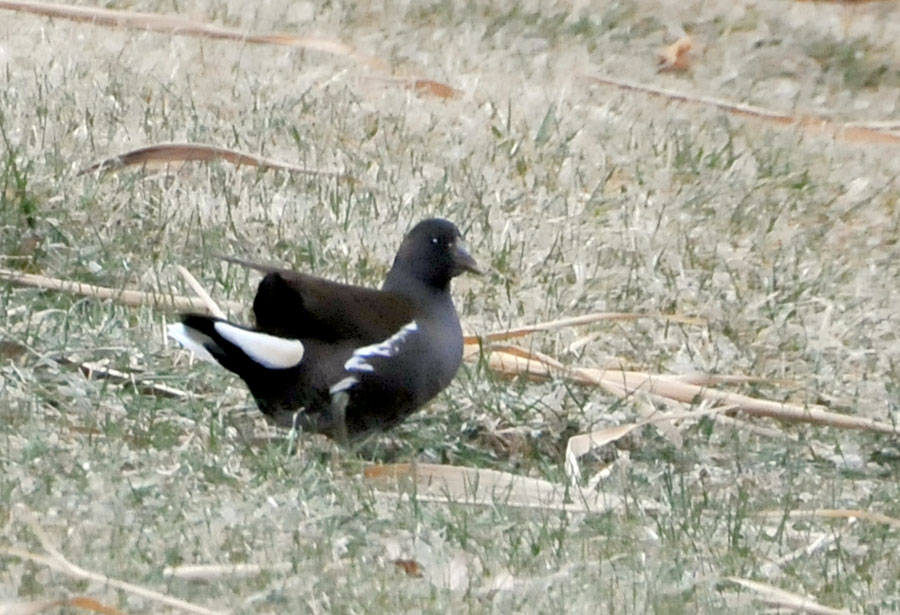 Common Moorhen