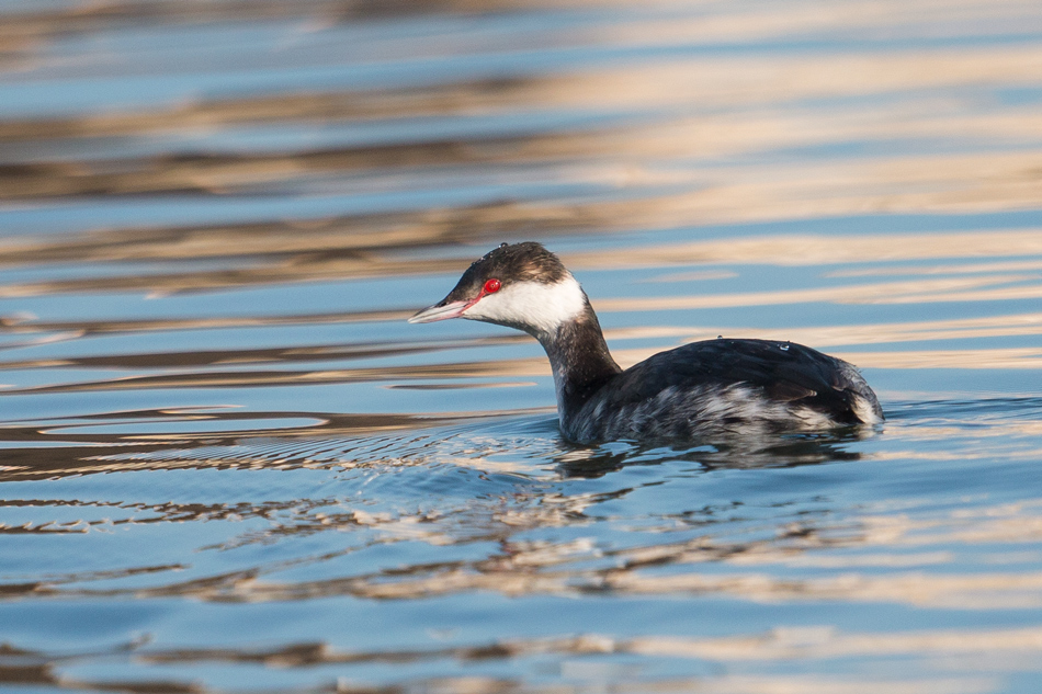 Horned Grebe