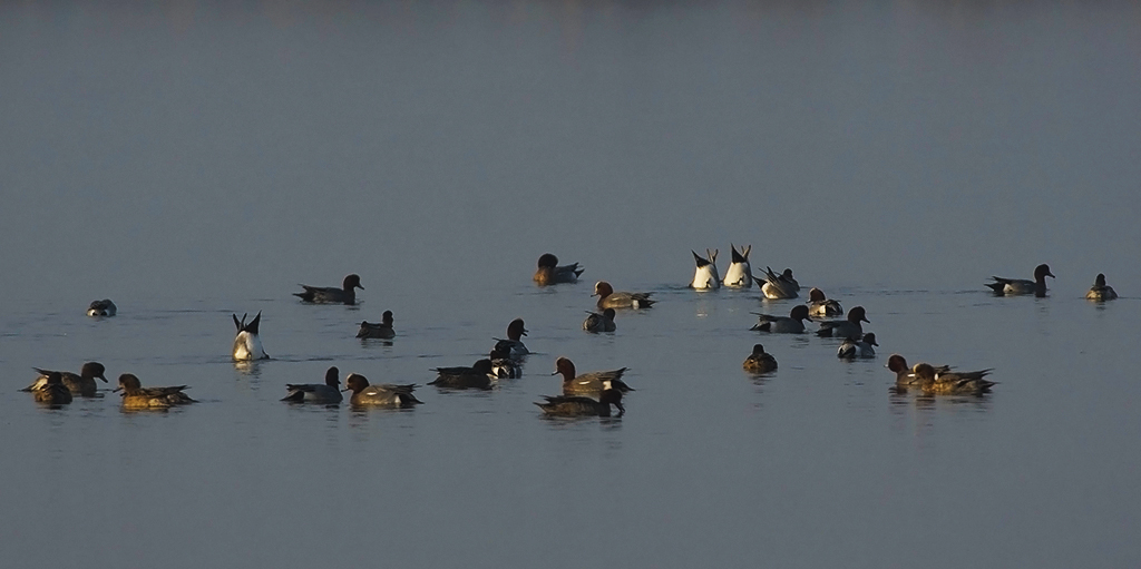 Eurasian Wigeon