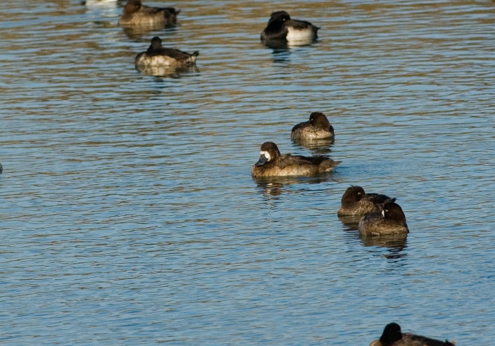 Greater Scaup