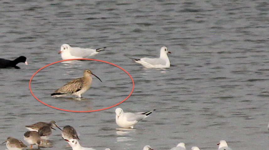 Eurasian Curlew