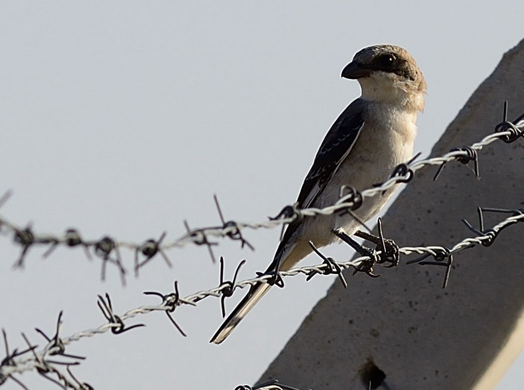 Lesser Grey Shrike
