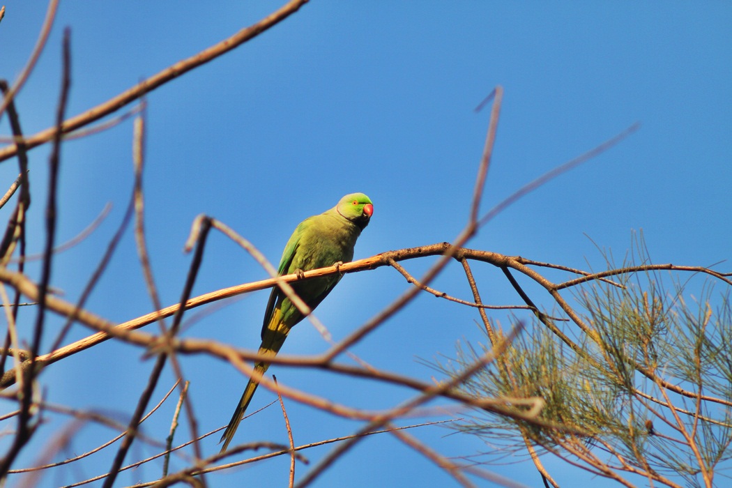 Rose-ringed Parakeet