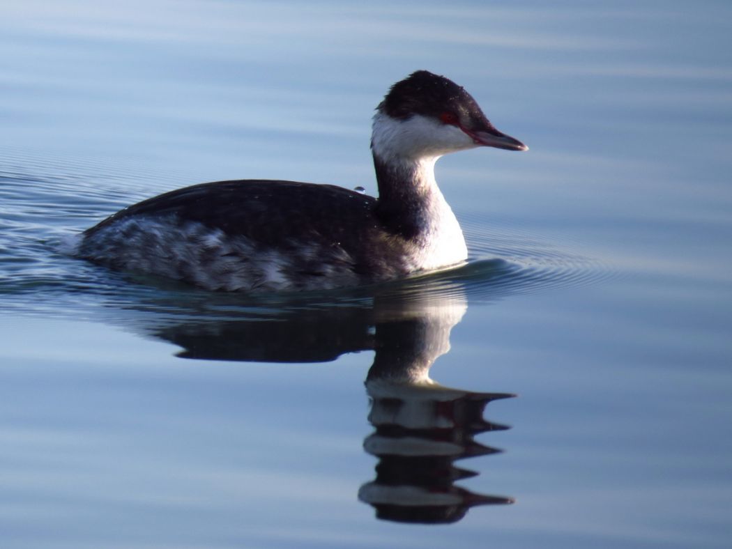 Horned Grebe