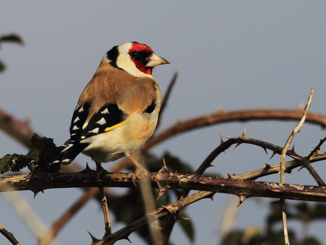 European Goldfinch