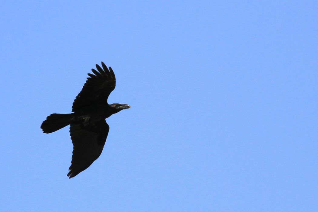 Northern Raven