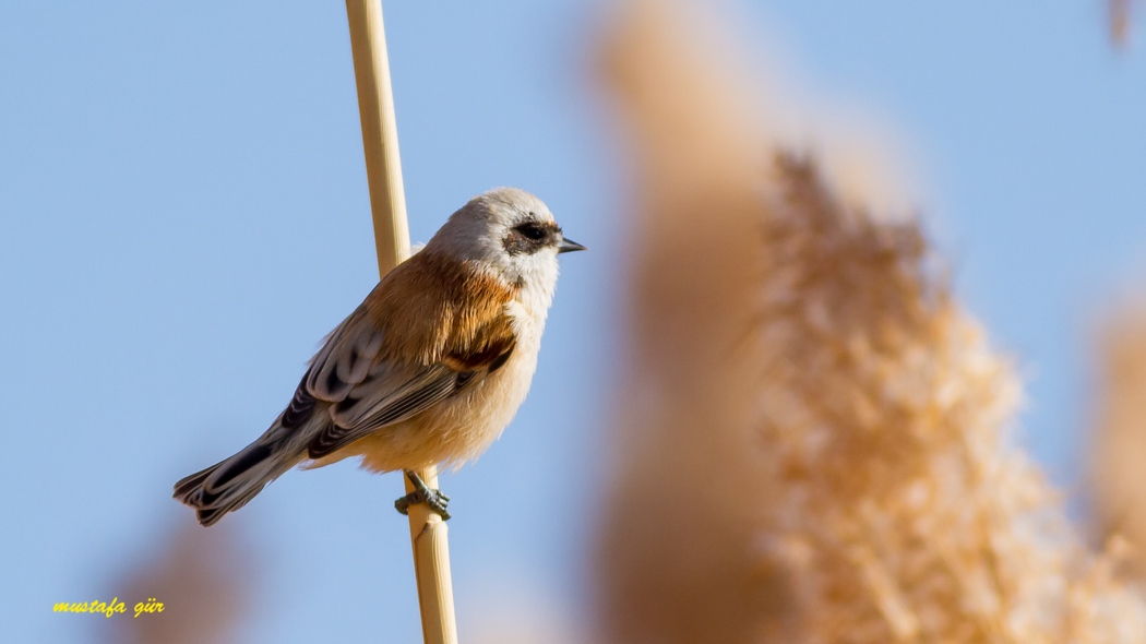 Eurasian Penduline Tit