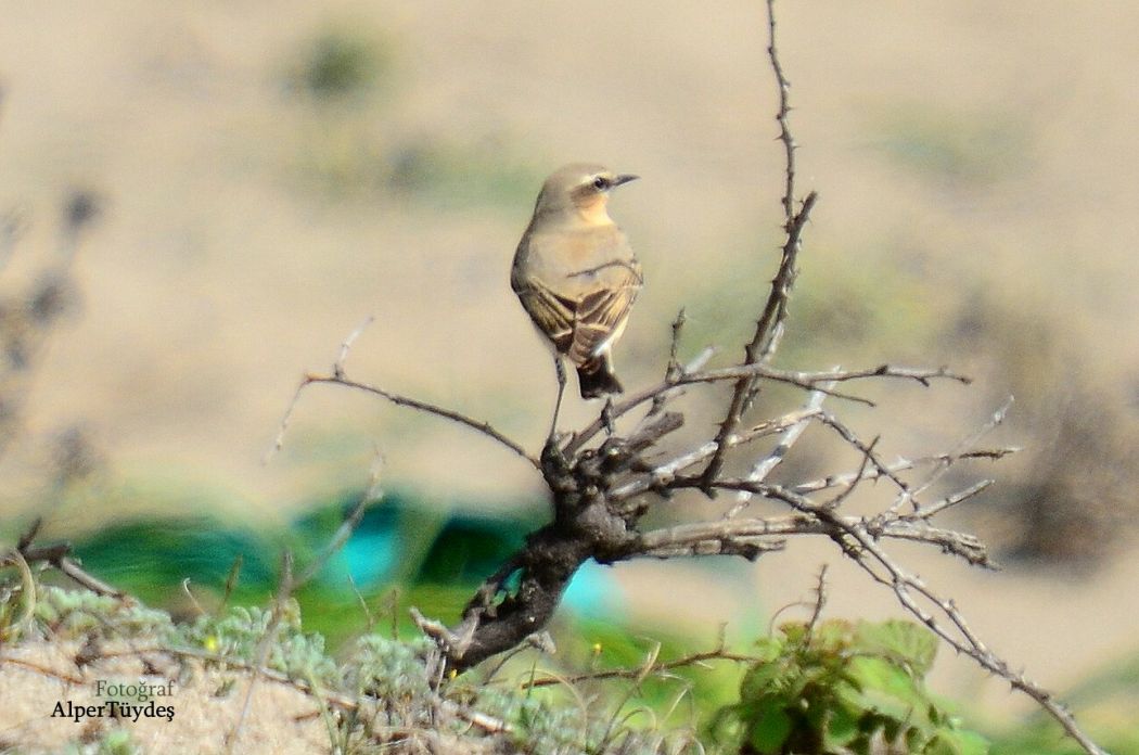 Northern Wheatear