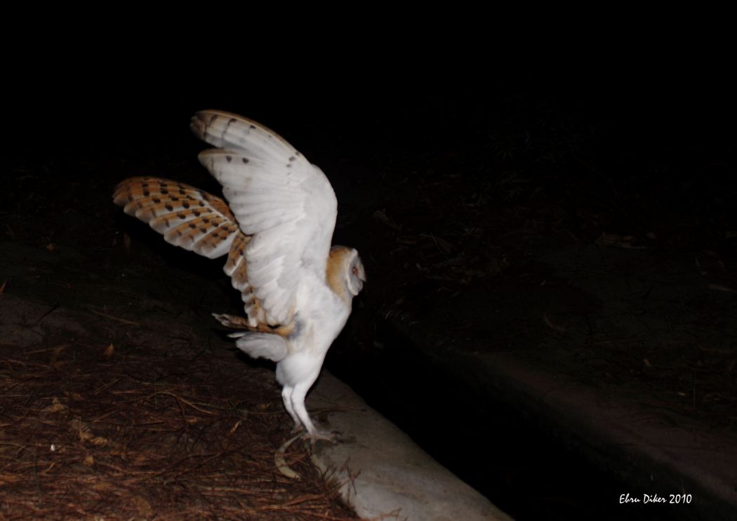 Western Barn Owl