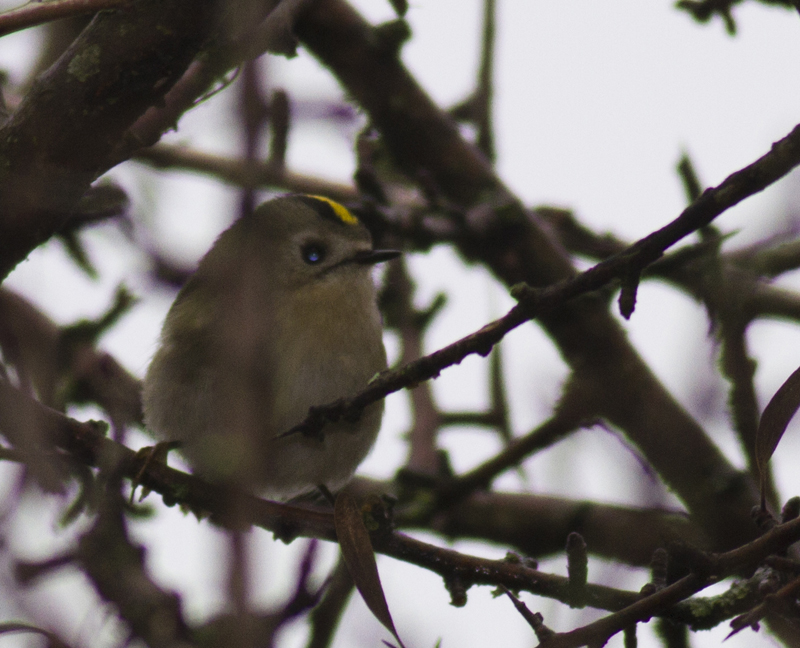Goldcrest