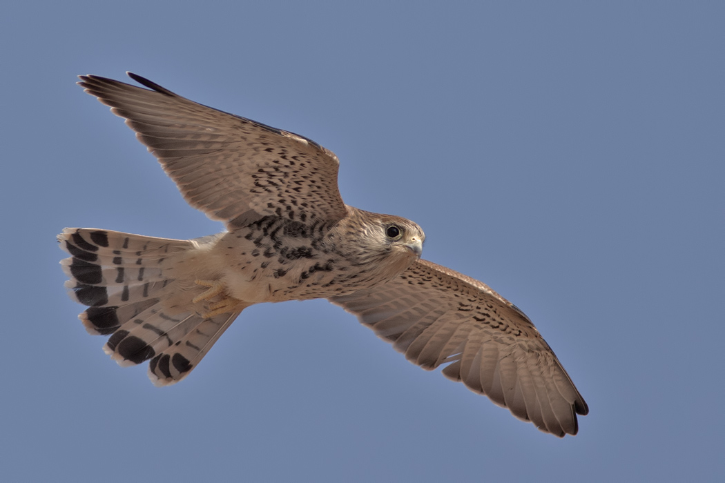 Common Kestrel