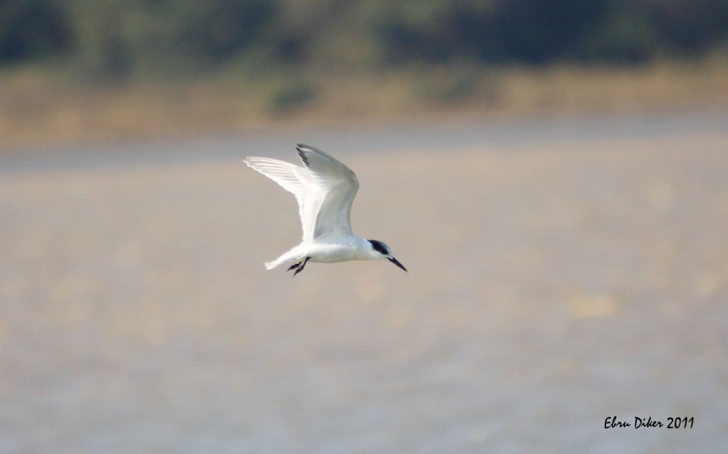 Sandwich Tern